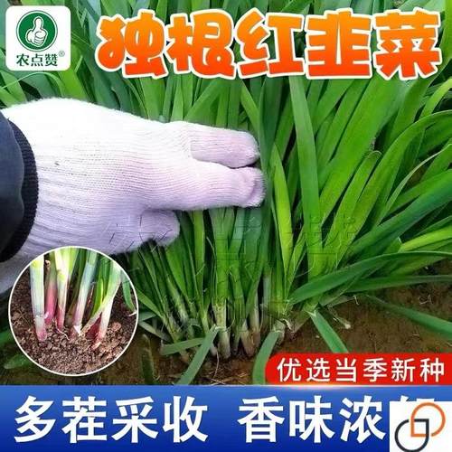 韭菜种籽种子抗热耐寒田园阳台盆栽四季播宽叶紫根红根韭菜种孑子