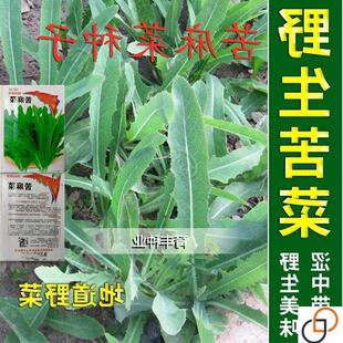 苦麻菜种子籽种农家野生苦菜野菜苦荬菜曲麻菜阳台四季播蔬菜种籽