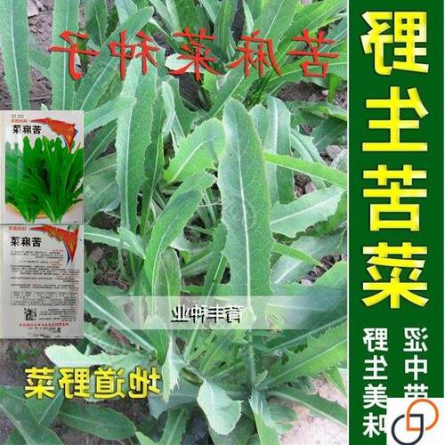 苦麻菜种子籽种农家野生苦菜野菜苦荬菜曲麻菜阳台四季播蔬菜种籽