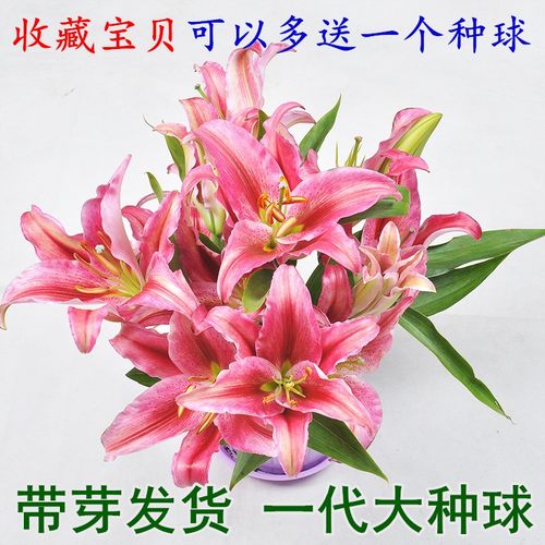 的香水百合价格 的香水百合图片 星期三