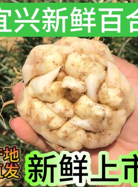 2025宜兴新鲜百合5斤2500g包邮特产级苦味纯农家食用大白合3斤2斤