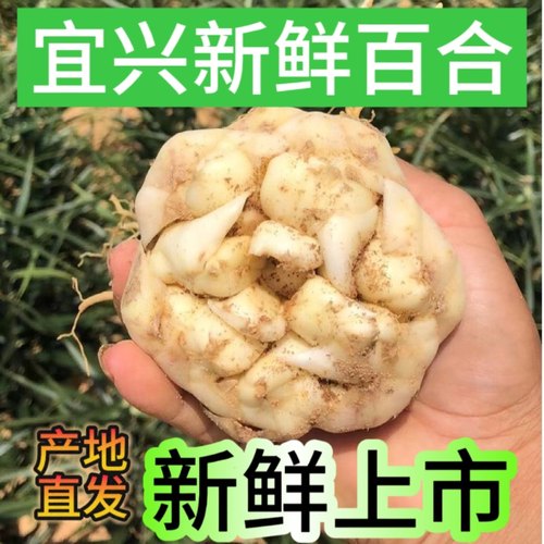 2025宜兴新鲜百合5斤2500g包邮特产级苦味纯农家食用大白合3斤2斤