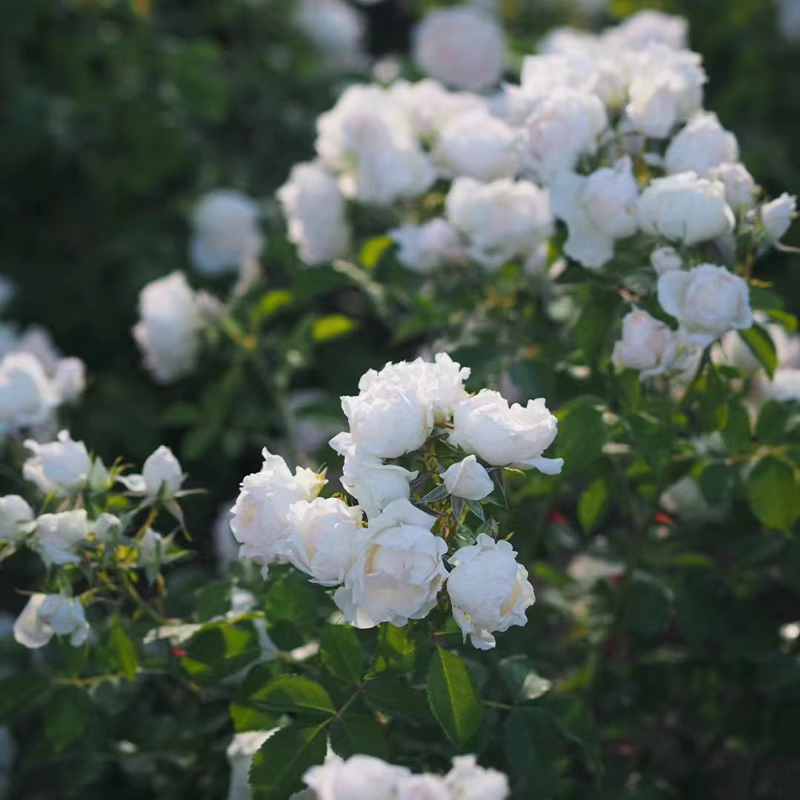 冰冠/香缇奶油小苗 扦插超新品优秀玫瑰月季花苗白粉色丰花金奖