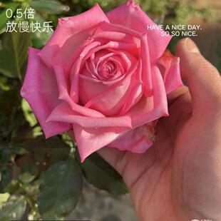 婚礼的钟声月季四季大花甜香耐晒耐雨淋抗病强庭院灌木好养盆栽苗