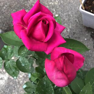 【悠久的约定】紫色浓香型大切花玫瑰月季花苗