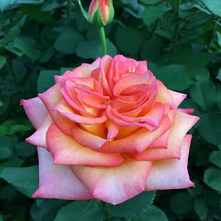 新品金辉月季玫瑰切花盆栽玫瑰小苗多季开花