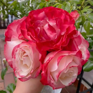 欧月德国丹陶乡愁/思乡月季渐变色大花浓香多季开花庭院阳台种植