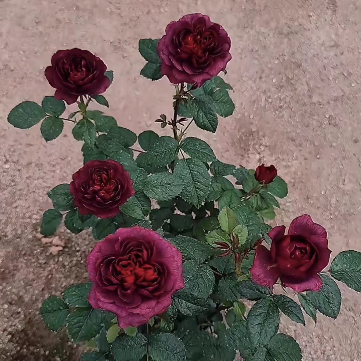 黑玉果汁月季 果汁阳台芽变 微型阳台月季 黑红色 勤花多头群开