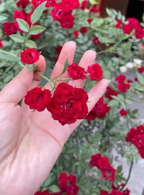 泰国小妹 稀有品种 藤本超微月季 迷你月季 红色重瓣月季 丝绒感