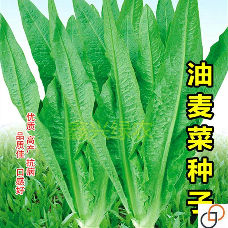 油麦菜种子 香油麦 春夏秋冬四季 阳台盆栽庭院 蔬菜种子套餐