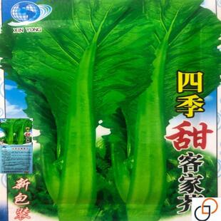 四季客家甜芥菜大田菜园叶子菜青菜阳台大叶青菜蔬菜大全