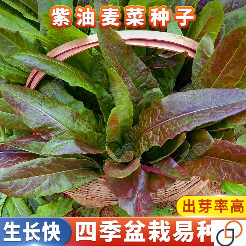 四季紫色油麦菜种子青菜甜油麦菜籽种子秧苗蔬菜籽油麦菜种籽秋季