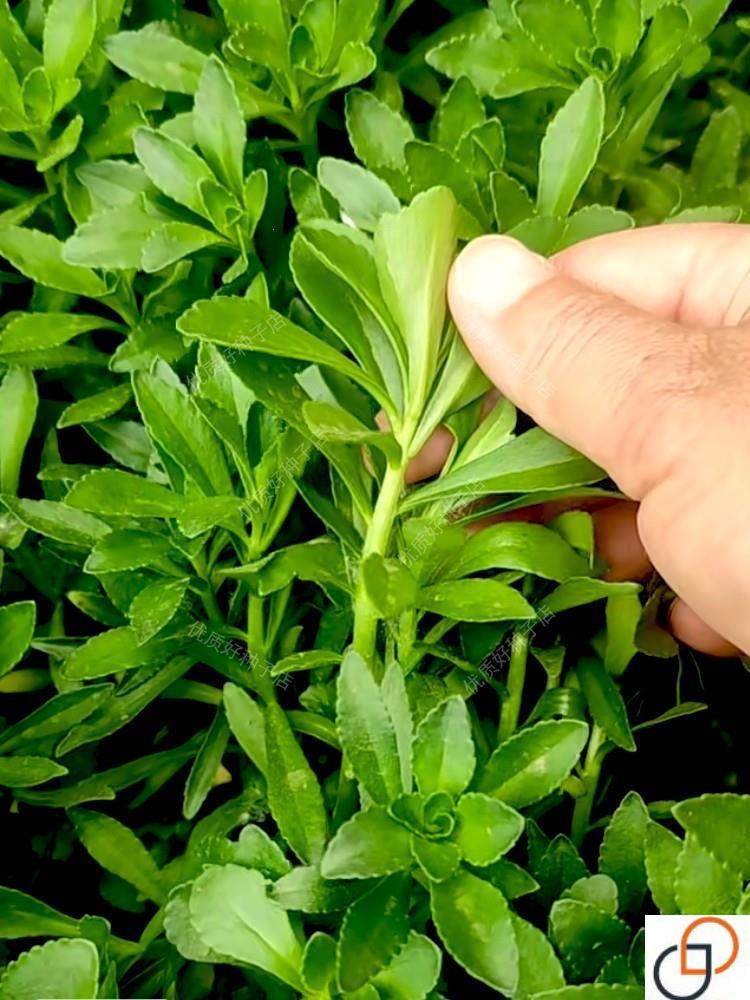 养心菜种子高钙救心菜种籽费菜景天三七种家庭阳台盆栽四季可种孑