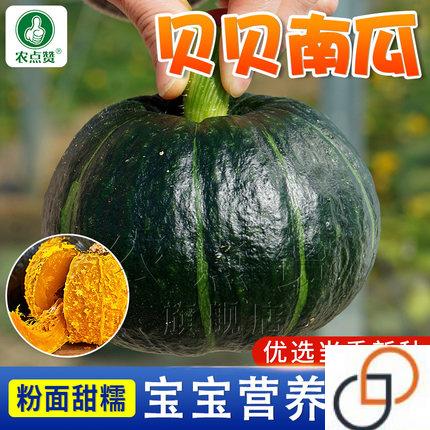 高产贝贝南瓜种孑正宗板栗小南瓜种子迷你板栗小南瓜甜南瓜种籽