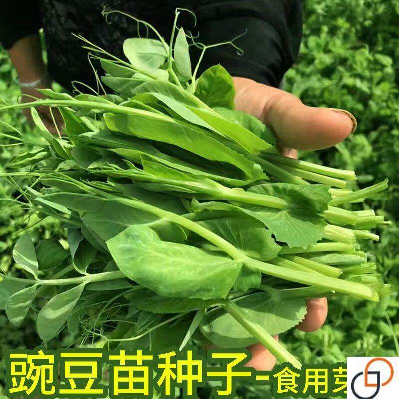 【80万+人好评】无须豌豆苗种子特大豌豆尖水培荷兰豆芽蔬菜种子