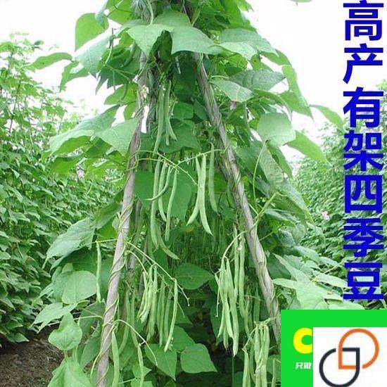 四季豆有架无架种子阳台播种豇豆蔬菜菜豆地豆架豆芸豆刀豆芸扁豆