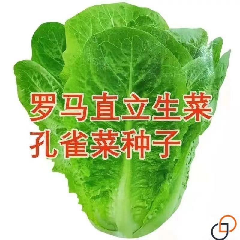孔雀菜种子一年四季种可生吃高营养直立生菜种子盆栽地栽沙拉生菜