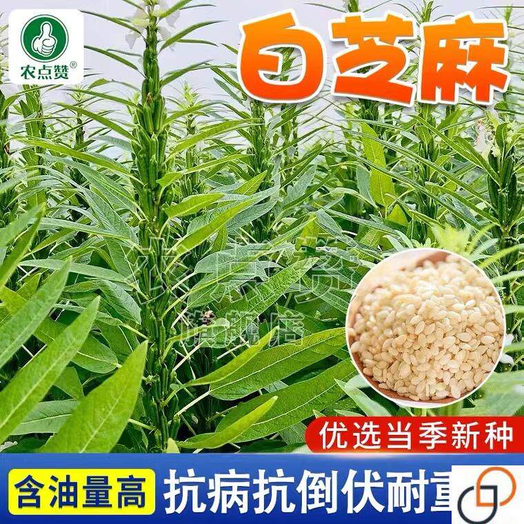 春季高产白芝麻菜种籽芝麻种子高产抗病 农家自种黑芝麻菜种蔬菜