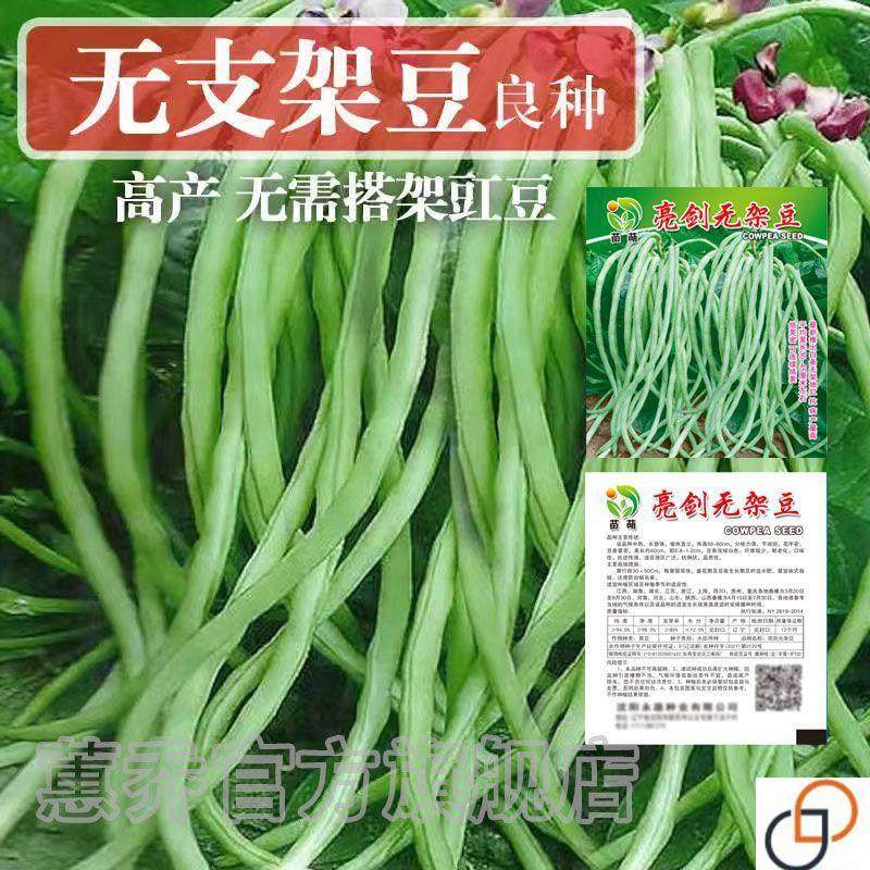 不搭架矮生无架豆角种子高产早熟四季播种豆角种子春秋豇豆角种子