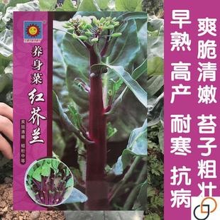 养身菜红芥兰菜种子香菇芥兰四季秋秋冬蔬菜高产红脚芥蓝菜种子