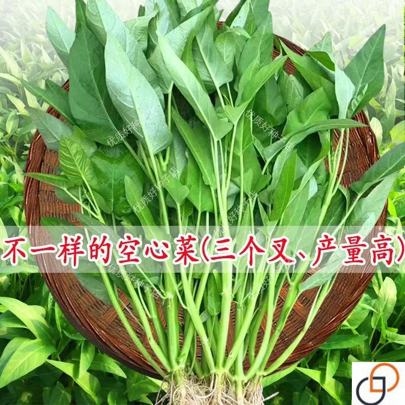 正宗三叉空心菜种子高产通心菜种籽四季种植阳台蔬菜种子盆栽菜园