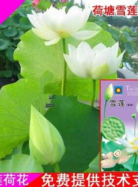 大型荷花磨盘种子高产藕产莲子籽盆栽池塘大田观赏四季播花卉绿植