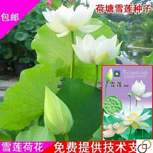 大型荷花磨盘种子高产藕产莲子籽盆栽池塘大田观赏四季播花卉绿植