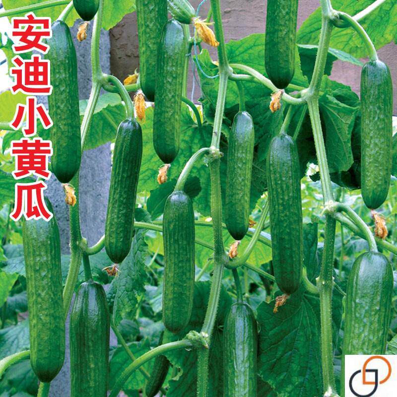 小黄瓜种子荷兰水果黄瓜种籽全雌小青瓜种孑大棚大田北蔬农业安迪