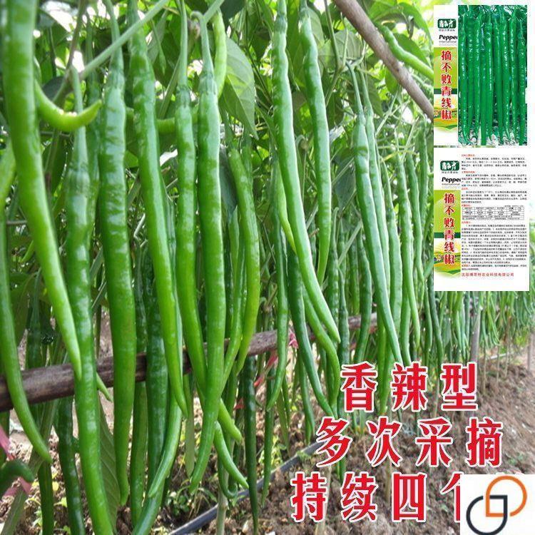 超长香辣线椒种子高产早熟金条青辣椒微辣种籽细长蔬菜辣椒新籽