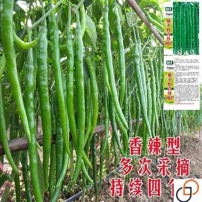 超长香辣线椒种子高产早熟金条青辣椒微辣种籽细长蔬菜辣椒新籽