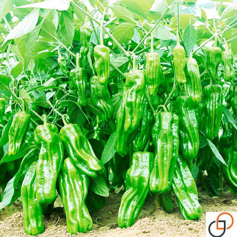 早熟薄皮青椒种子四季播春蔬菜庭院大田阳台可盆栽种植皱皮辣椒籽