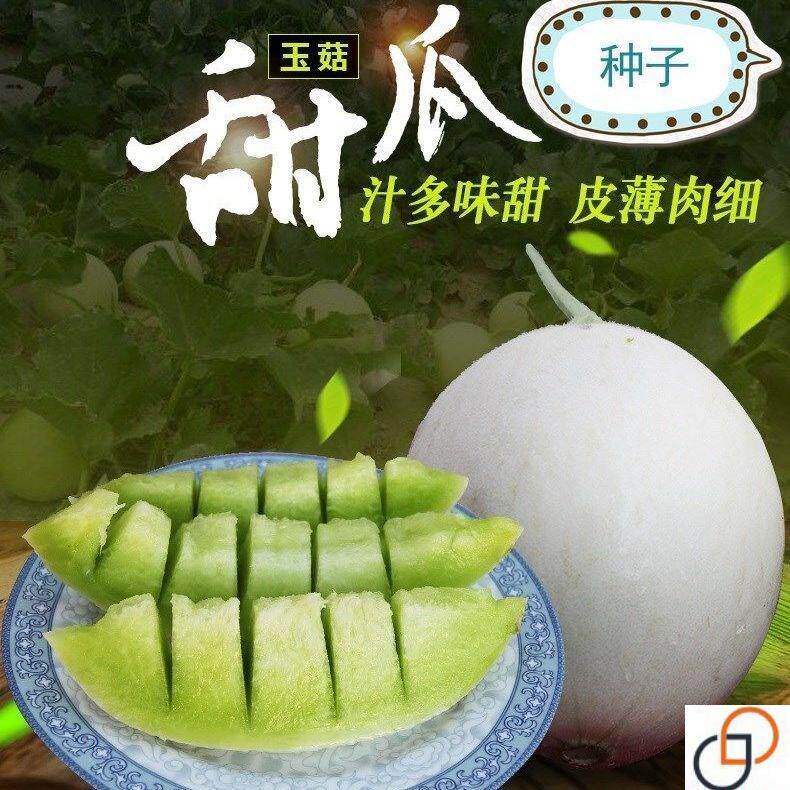 爆甜玉菇甜瓜蜜瓜香瓜种子新品种高产易种四季可播新鲜水果种籽孑