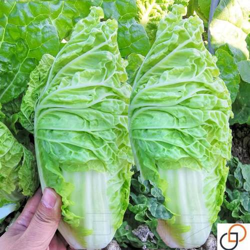 宝宝菜种子早熟快菜耐热娃娃菜结球小白菜种籽春夏秋四季蔬菜种孑