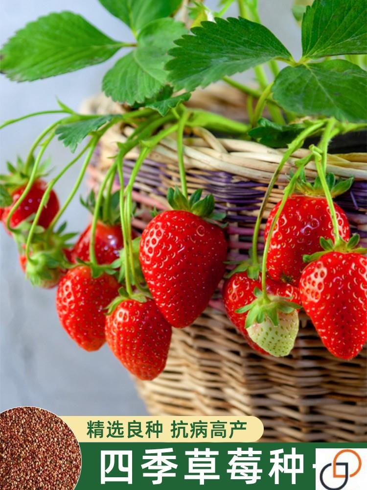 盆栽奶油草莓种籽子种植四季种子白 苗带土带盆大食用秧牛奶新苗