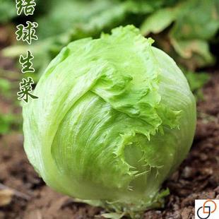 结球生菜甜脆汉堡生菜种子脆嫩爽口生吃生菜种籽盆栽四季 农家蔬菜