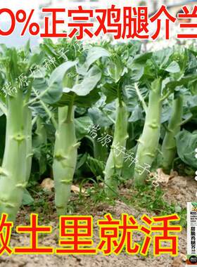 正宗鸡腿芥兰菜种子 芥蓝菜种籽 四季耐热速生蔬菜嫩甜脆芥菜种孑