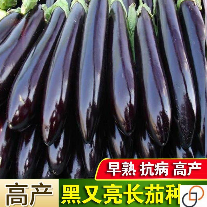 高产黑又亮长茄种子特长茄子蔬菜种子大田盆栽庭院 春季四季播种