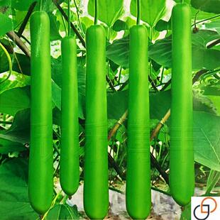 早熟长瓠瓜种春秋季瓠子瓜籽蒲瓜菜葫芦籽庭院爬藤菜种子蔬菜种孑