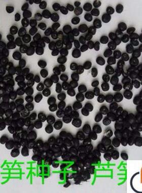 高产绿芦笋种子多年生蔬菜籽春秋播种菜园种植四季播耐寒庭院种籽