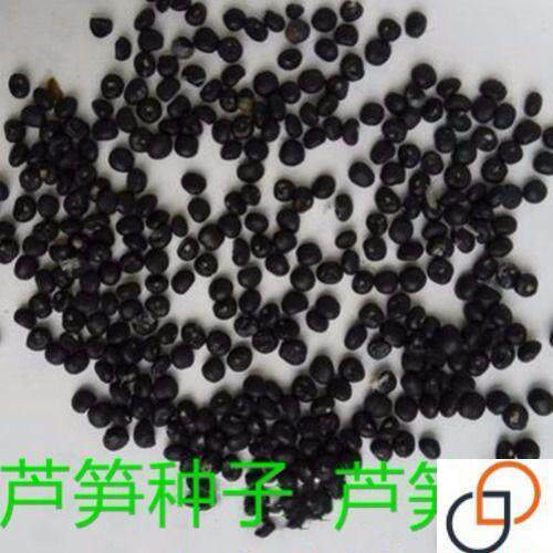 高产绿芦笋种子多年生蔬菜籽春秋播种菜园种植四季播耐寒庭院种籽