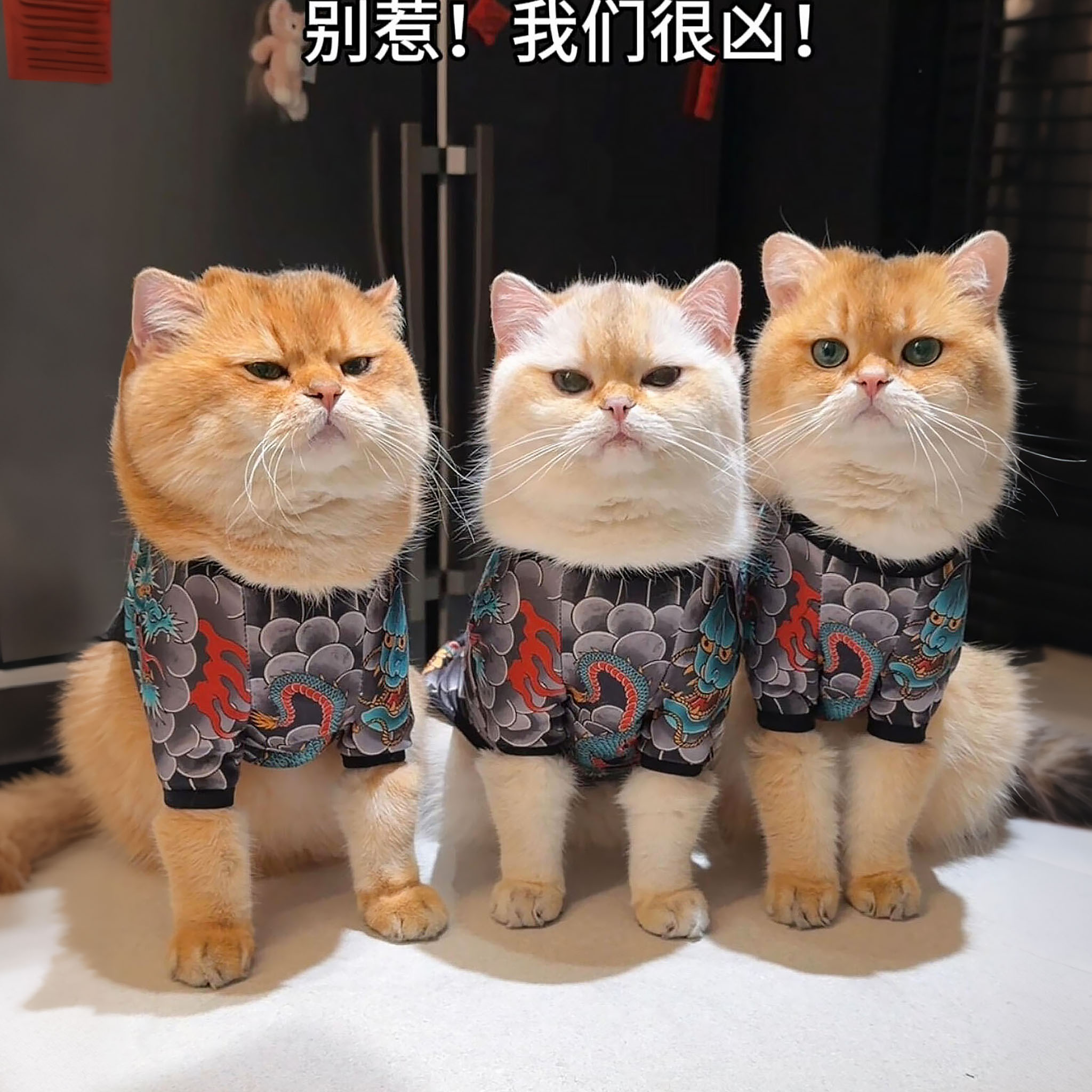猫咪衣服宠物纹身衣社会猫四脚衣创意搞笑防掉毛中小型犬狗狗服饰