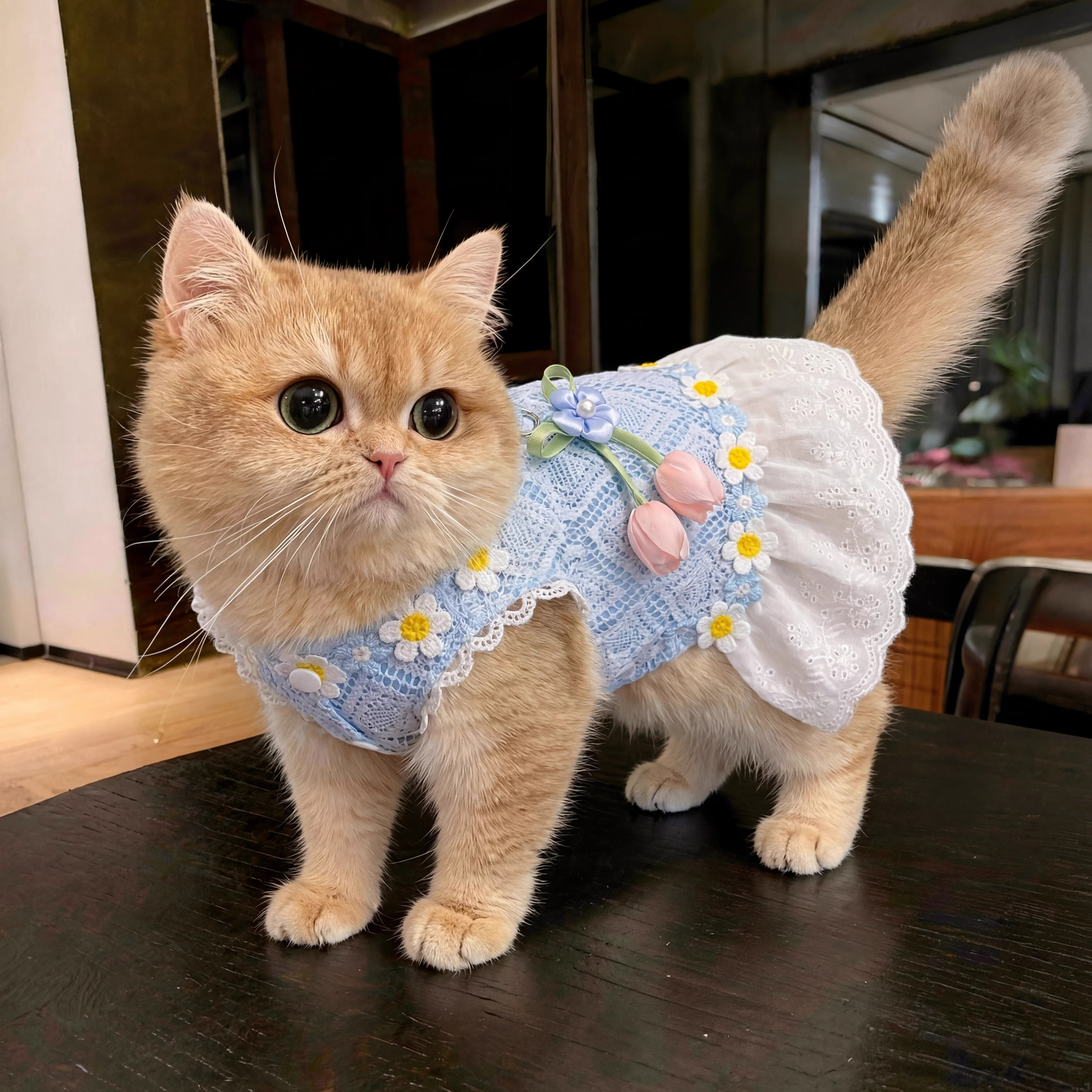 猫衣服夏天薄款透气防掉毛公主裙图片