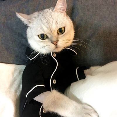 宠物猫衣服防掉毛睡衣春夏季薄款