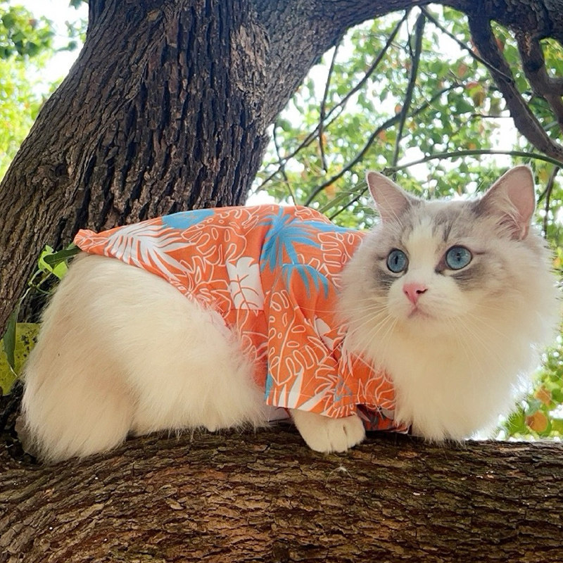 猫衣服春夏季薄款帅气衬衫防掉毛图片