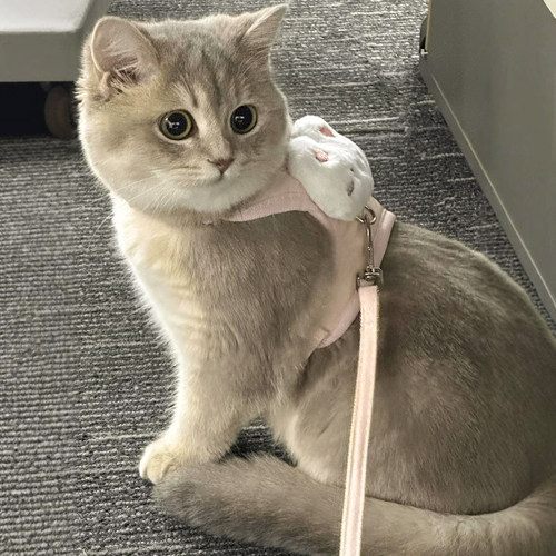 猫咪牵引绳外出专用防挣脱溜猫绳