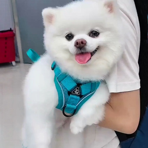 狗狗牵引绳背心式宠物小狗胸背带