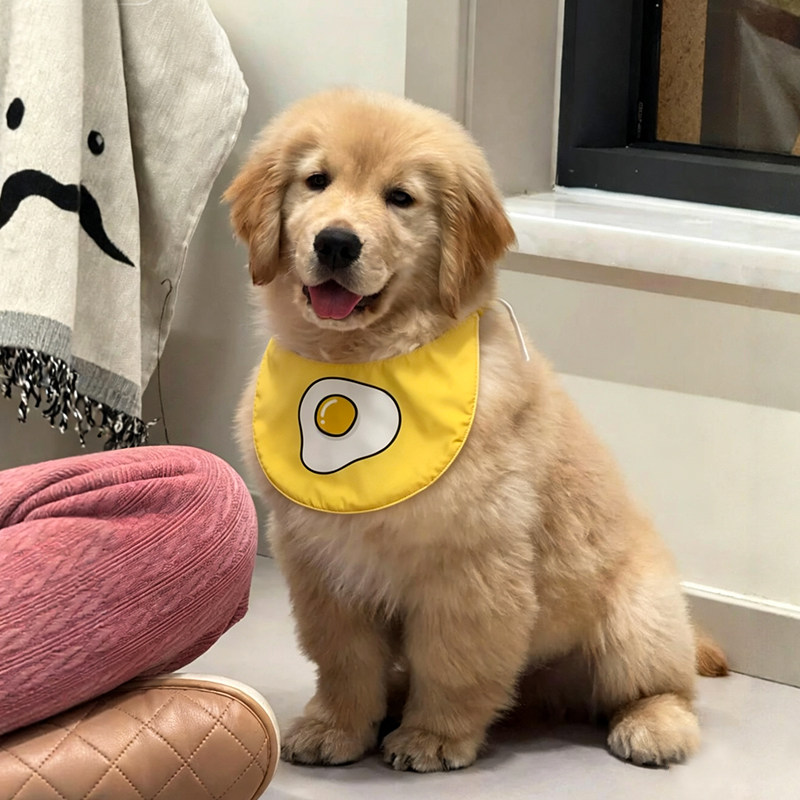 狗狗口水巾小中大型犬围兜萨摩耶金毛泰迪防脏可调节围脖宠物围巾