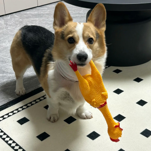 狗狗玩具发生尖叫鸡小狗解闷神器惨叫鸡幼犬耐咬磨牙互动消耗精力