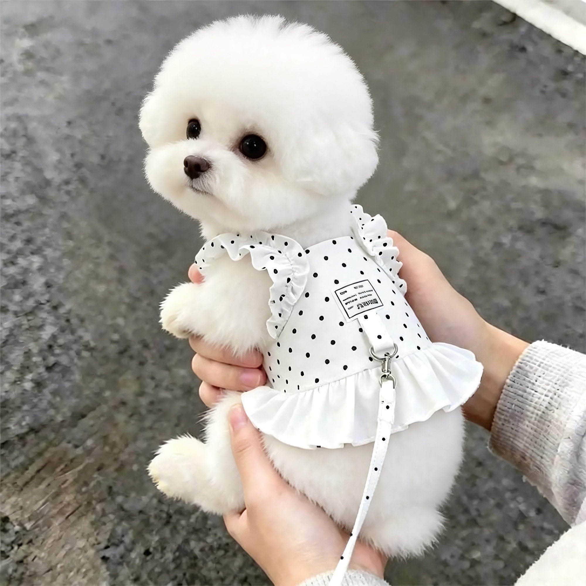 狗狗牵引绳夏季外出专用遛狗绳