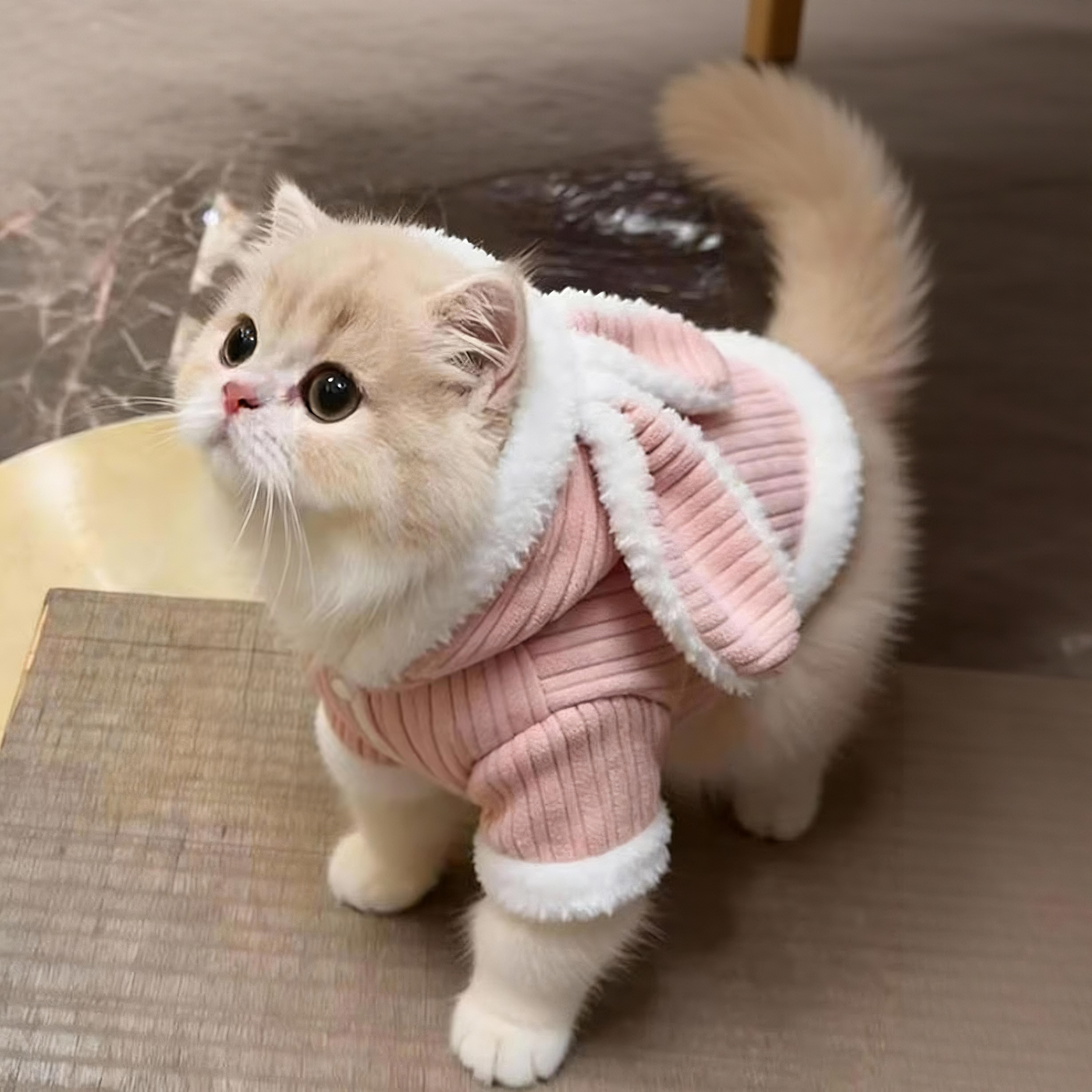 猫咪衣服可爱兔耳朵卫衣冬季加绒保暖布偶金渐层英短宠物狗狗棉服,宠物/宠物食品及用品,猫宠物服装/雨衣（新）,淘宝优惠券,粉丝福利购,淘宝优惠卷